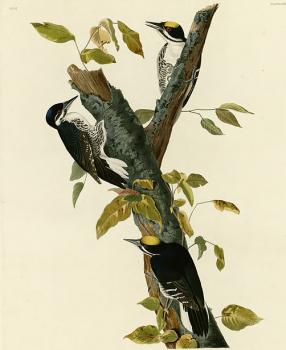 John James Audubon : Three toed woodpecker